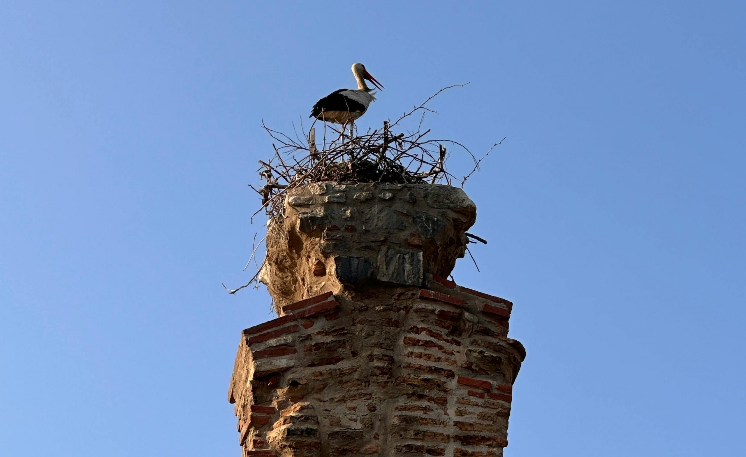 bird nest removal northamptonshire